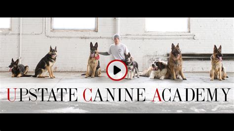 course of normal canine play, the Owners dog may get injured. . Upstate canine academy